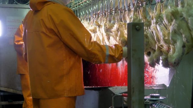 Two workers in protective wear cutting chickens throats fast. 