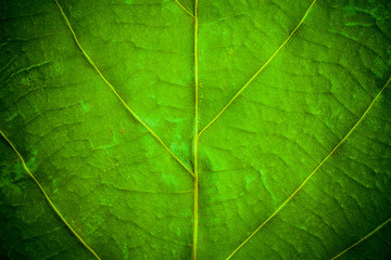 Naklejka na ściany i meble Green leaf pattern closeup background. leaves for background.