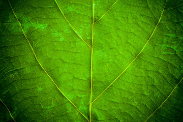 Green leaf pattern closeup background. leaves for background.