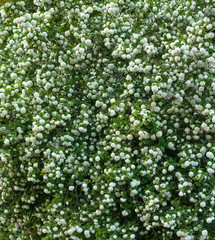 Chinese snowball viburnum flower heads are snowy. Blooming of beautiful white flowers in the summer garden. Delicate caves of white flowers on the branches.