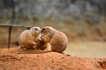 Some funny marmots