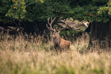 Red Deer Stags (Cervus elaphus) 