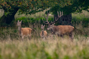 Red Deer Stags (Cervus elaphus) 