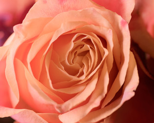 Orange rose as natural background. Macro shot with shallow depth of field.