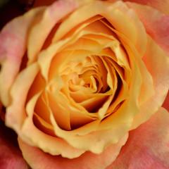 Orange rose as natural background. Macro shot with shallow depth of field.