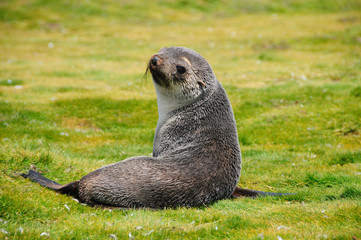 Fur Seals on South Georgia's Salisbury Plains