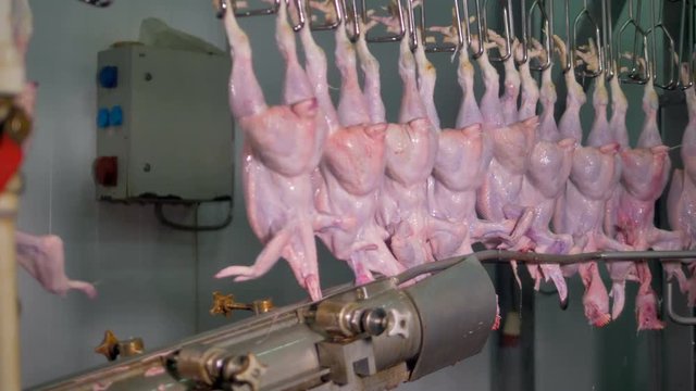 Cleaned chicken carcasses pass a head cutting process. 