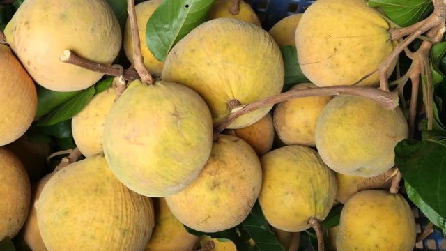 The gardeners are sorting the santol in the basket.Shoot with the dolly sliding right to left.