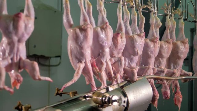 Chickens pass the head-cutting machine.