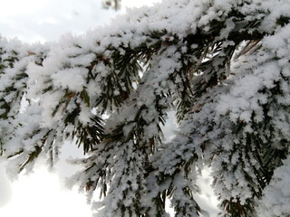 winter, snow, tree