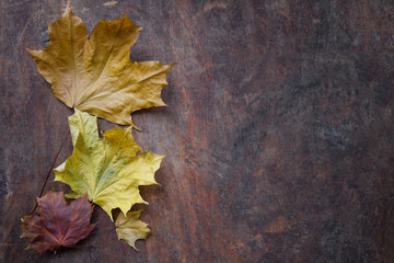 bright foliage maple season autumn wooden background.  retro rustic country style. flat lay top view dark wooden background
