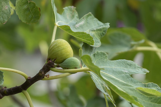 Reife Feigen an einem Feigenbaum