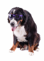 bernese mountain dog in front of white background studio