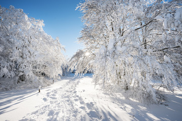 Paysage d'hiver