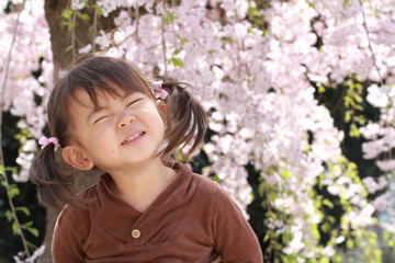Fototapeta premium 幼児(2歳児)と桜