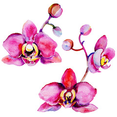 Wildflower orchid flower in a watercolor style isolated. Full name of the plant: tropical orchid. Aquarelle wild flower for background, texture, wrapper pattern, frame or border.