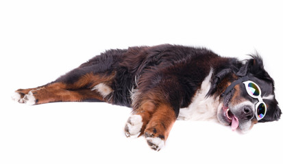 bernese mountain dog in front of white background studio