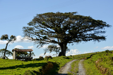 Rooty tree in Brazil 