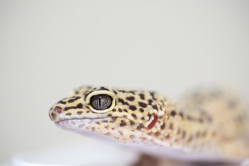 ヒョウモントカゲモドキ