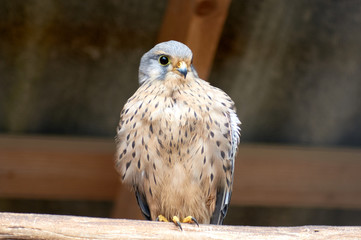 falcon