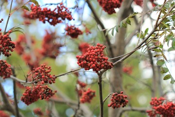 Рябиновые гроздья на ветках 