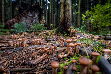 Waldpilze