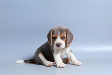 1 month pure breed beagle Puppy on gray screen