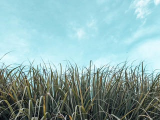 Green grass and blue sky