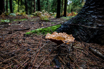 Obraz premium Waldpilze