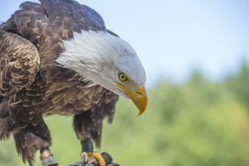 Weißkopfseeadler portrait