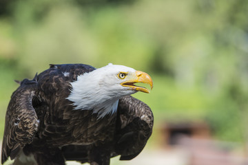 Weißkopfseeadler schreit im Sitzen nach Futter