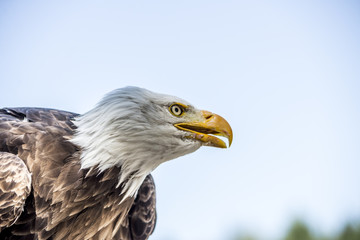 Weißkopfseeadler (Haliaeetus leucocephalus) Portrait