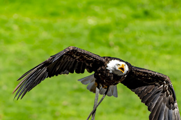 Weißkopfseeadler im Flug mit offenem Schnabel