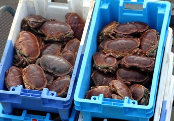 arrivage de crabes tourteaux ou dormeurs au port de pêche