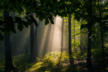 Obraz premium Herbstwald 