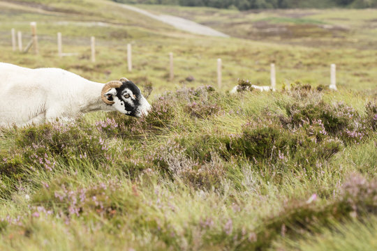 one sheep Scottish black face