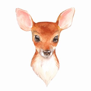 Baby Deer. Hand drawn cute fawn. Watercolor illustration  2