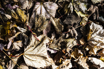 Dead Leaves on a Dirty Ground