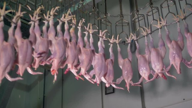 Poultry meat processing line. 4K.