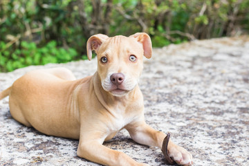 Pit bull puppy portrait closeup
