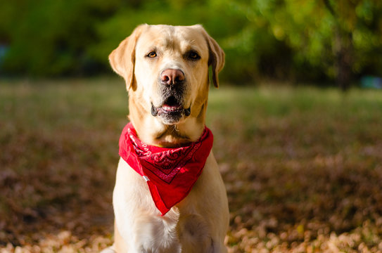 Yellow Labrador Retriever 
