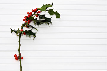 photography image of bright green holly leaves with red autumn winter berries on white wood...