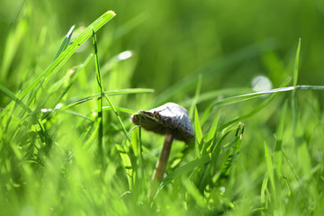 macro photography image of wild mushroom in bright green sunlit grass taken on the South coast of England UK