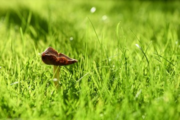 macro photography image of wild mushroom in bright green sunlit grass taken on the South coast of England UK