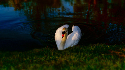 Cygne en déplacement dans un étang