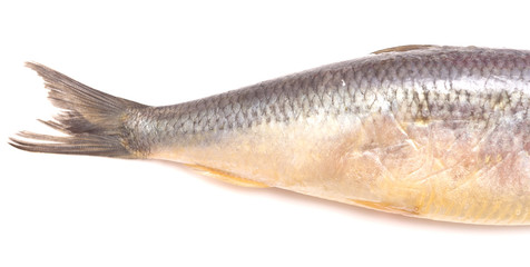 herring tail