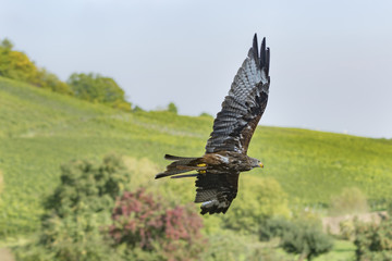 Rotmilan (Milvus milvus) Red Kite
