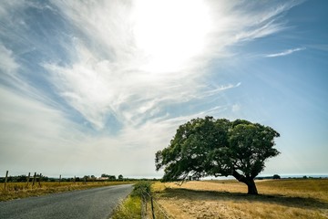 Beautiful Tree on field beside a road, Sunlight with Sunbeams