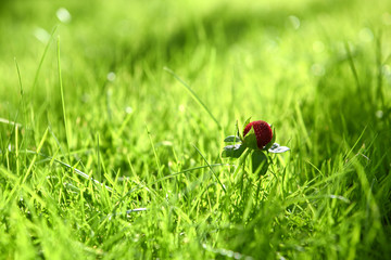 colourful photography image of small wild strawberry in bright green sunlit grass and taken on the South coast of England UK