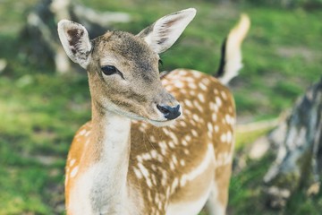Rehkitz im Wald Nahaufnahme